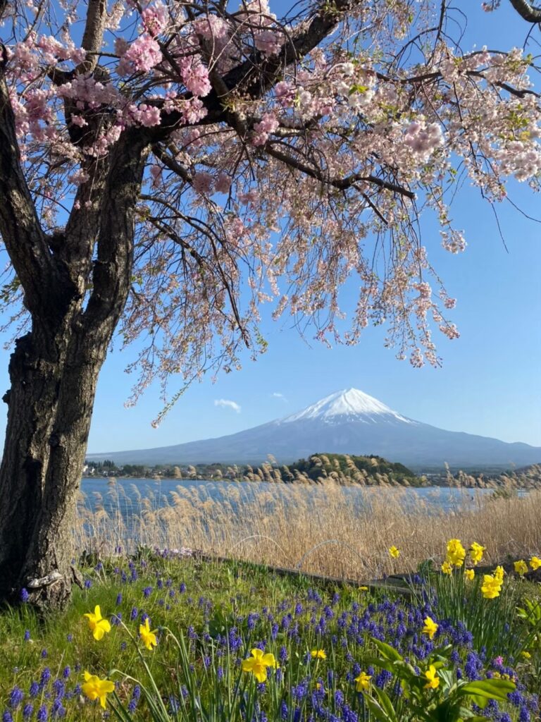 さくらと富士山