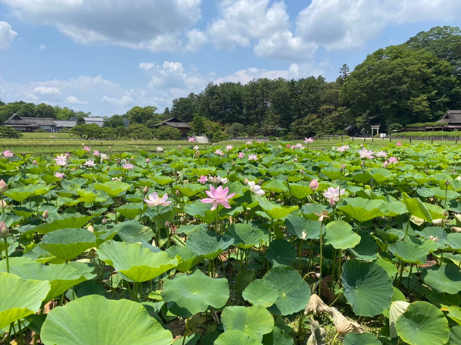 後楽園の蓮