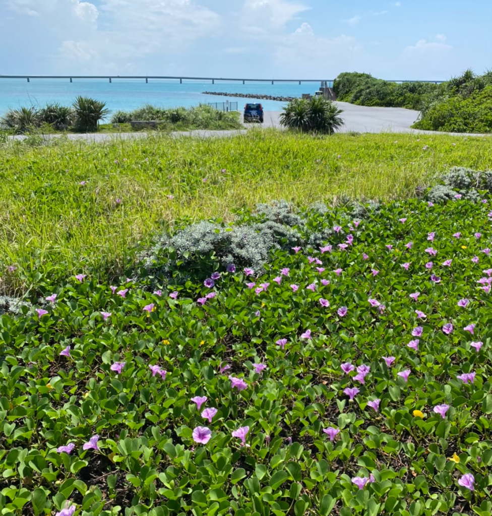 花と海