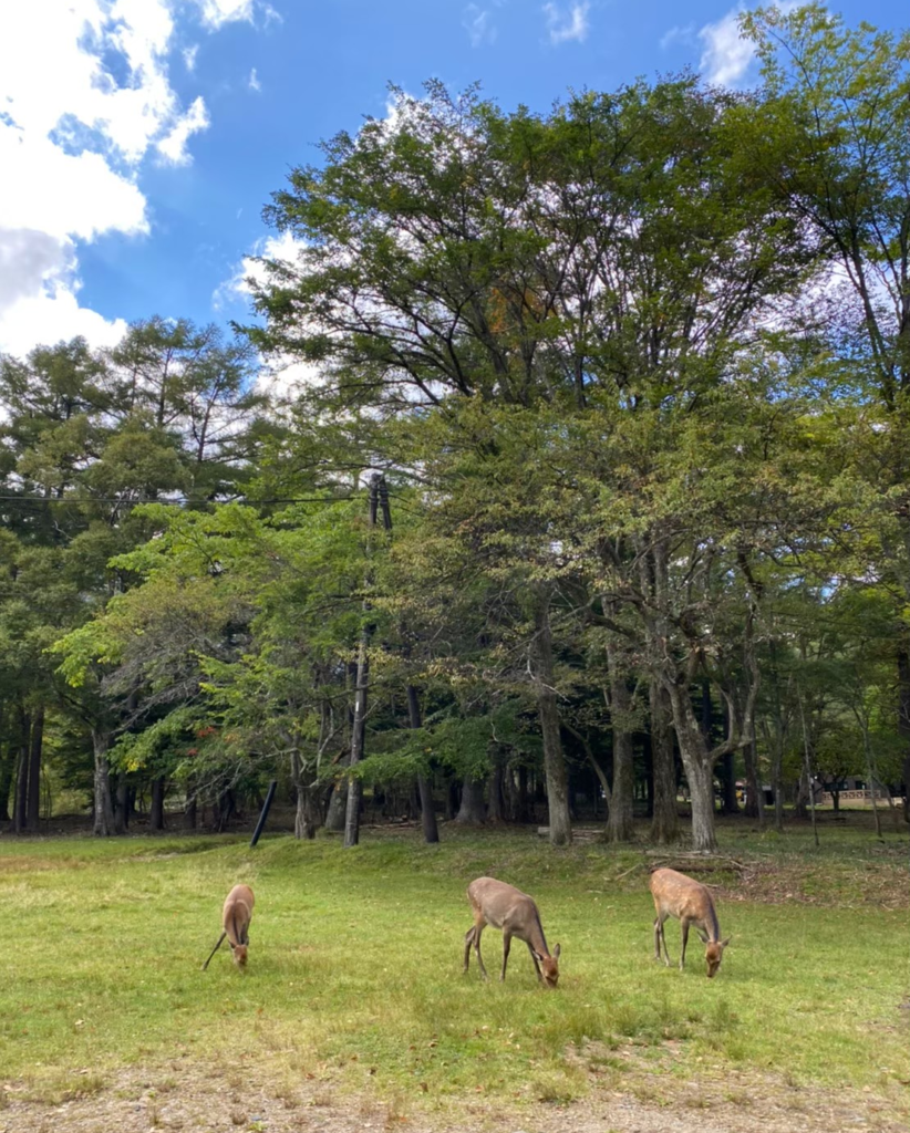 日光国立公園の鹿