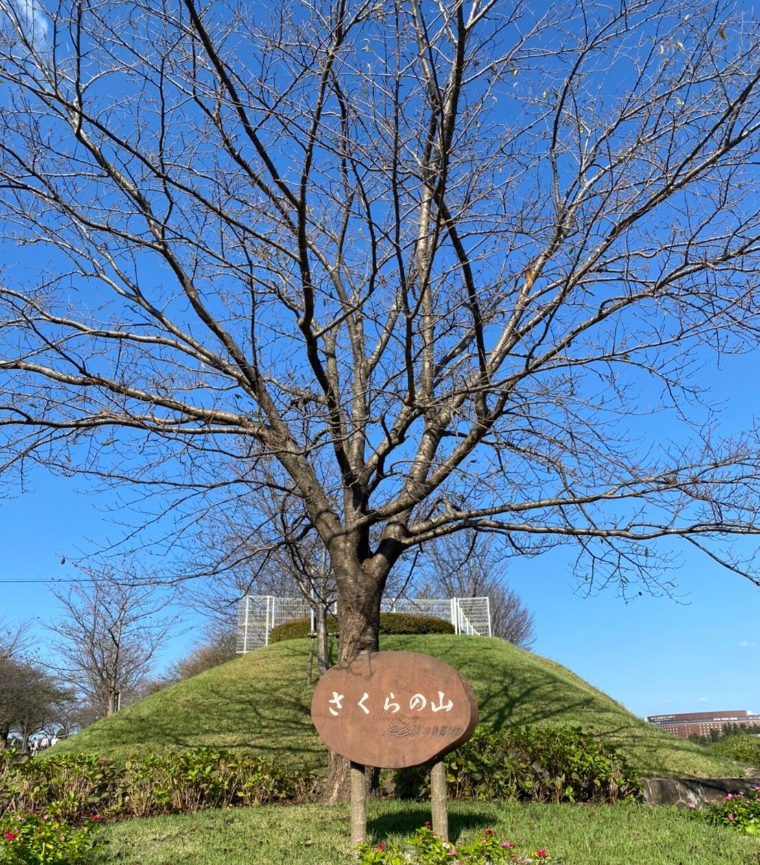 さくらの山公園