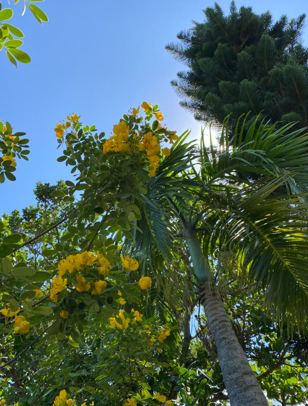由布島の植物園