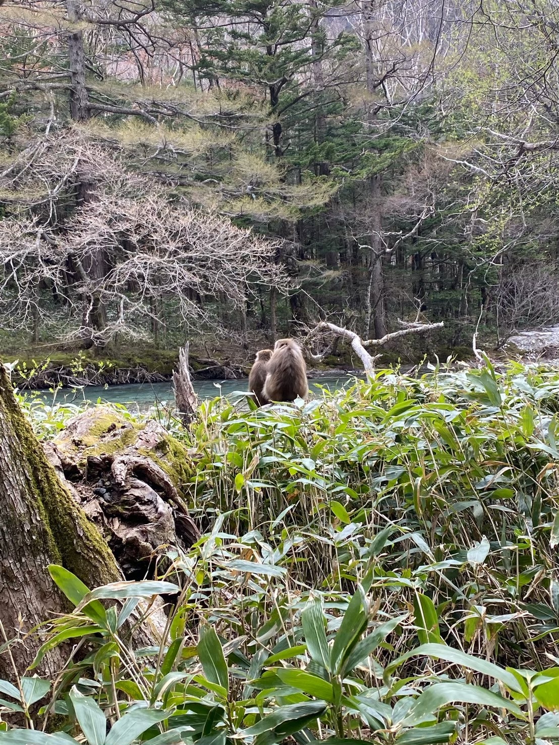 猿の後ろ姿