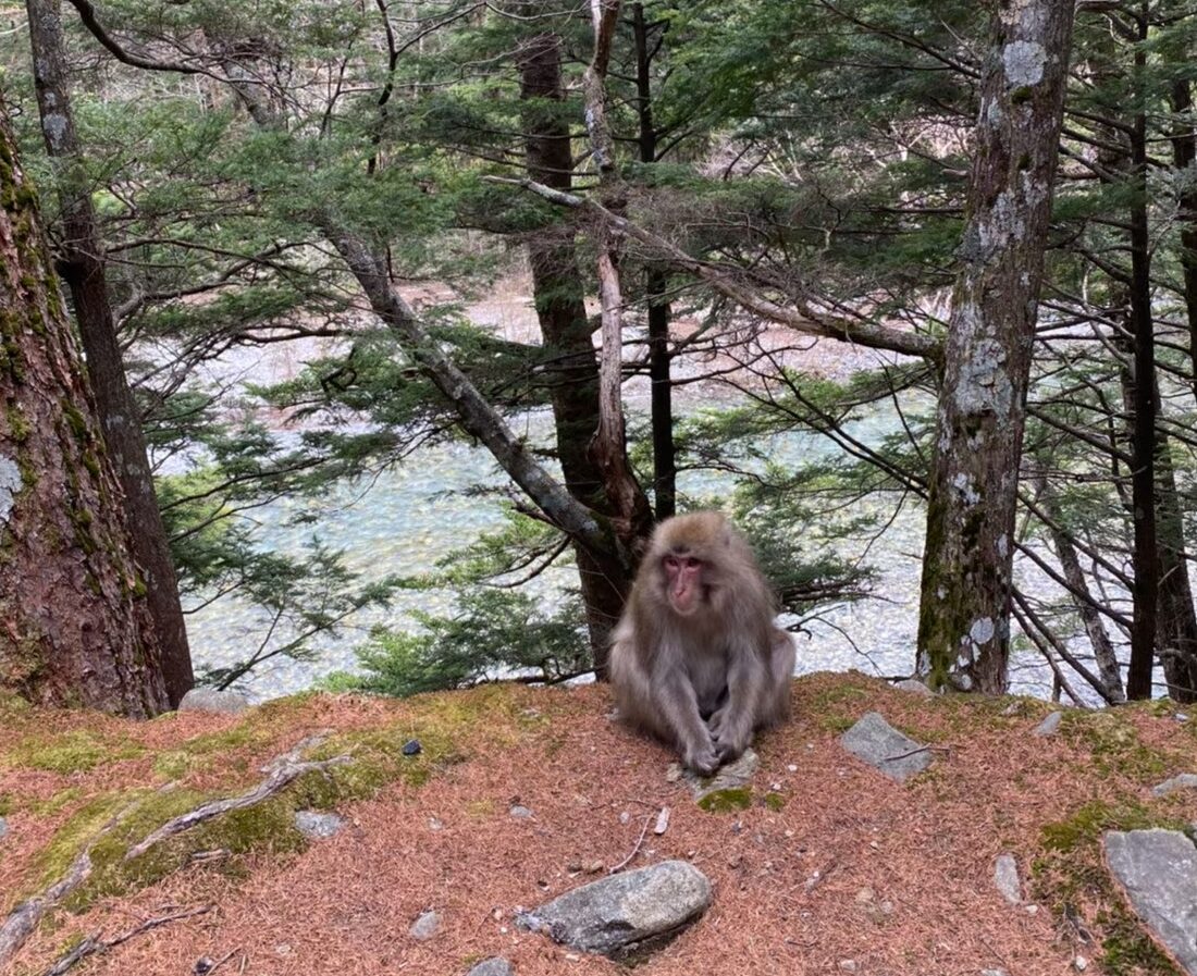 上高地の猿