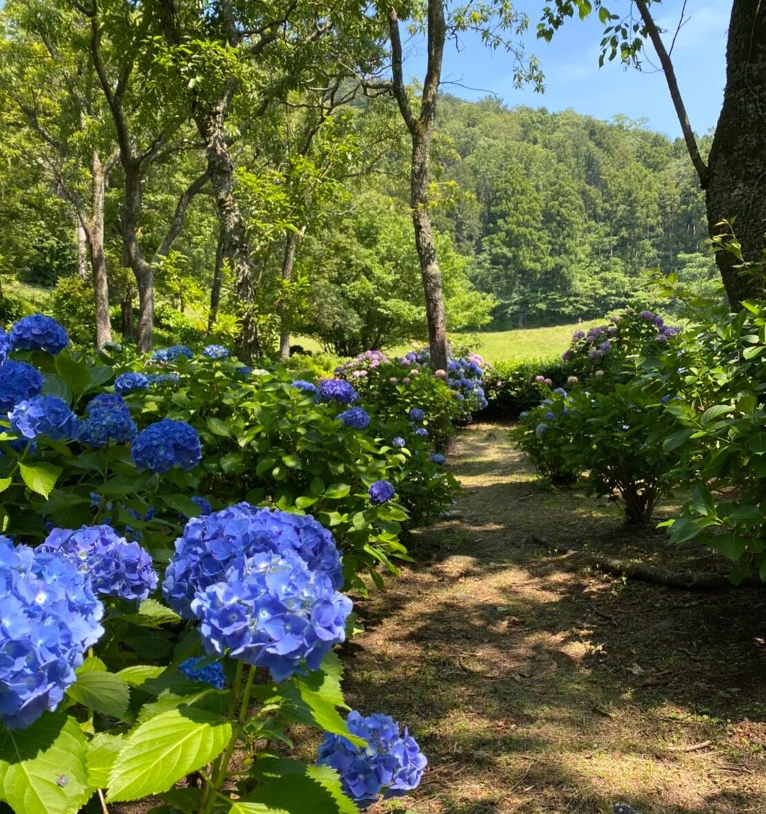 小室山公園のアジサイ