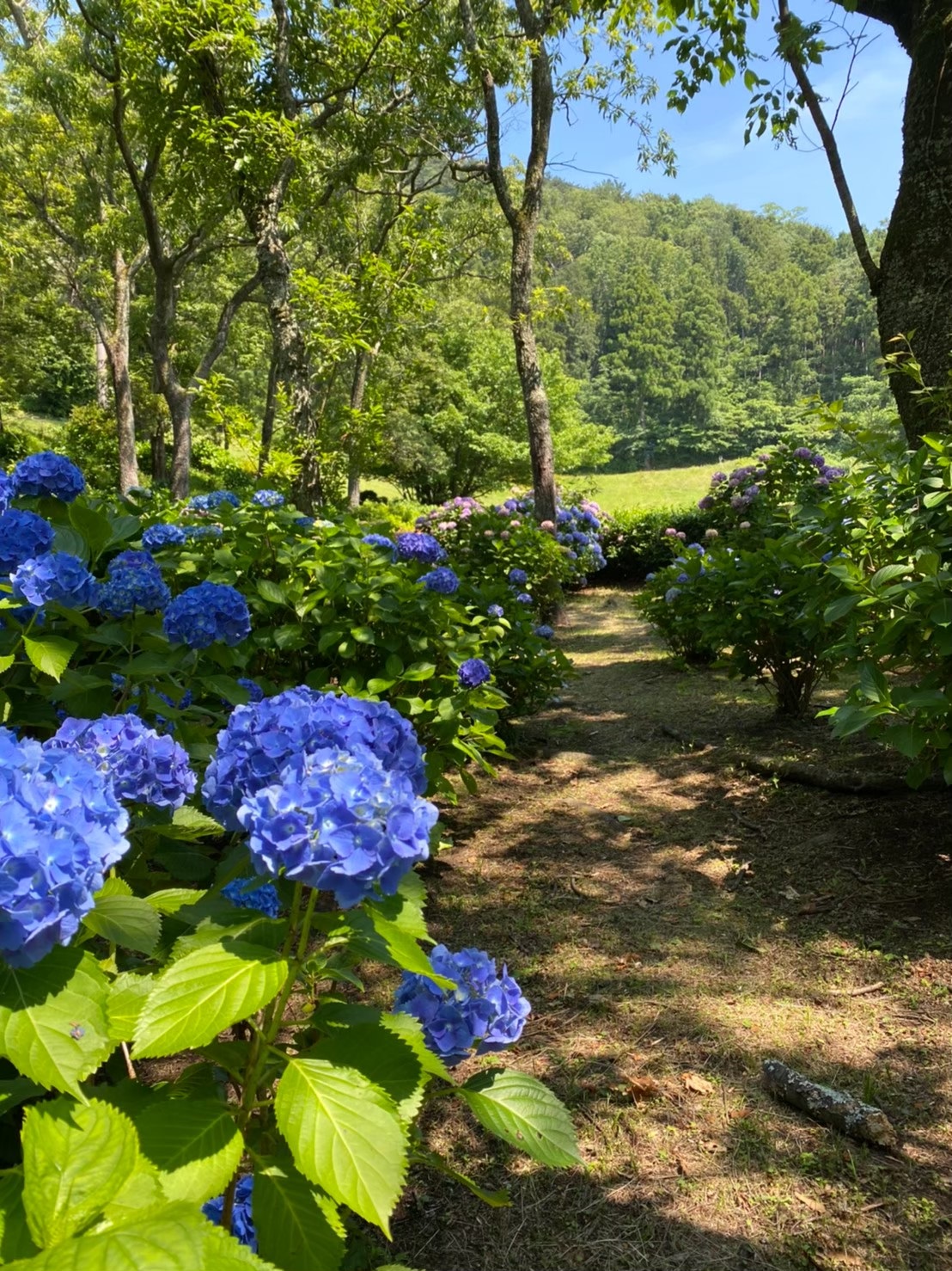 小室山公園のアジサイ