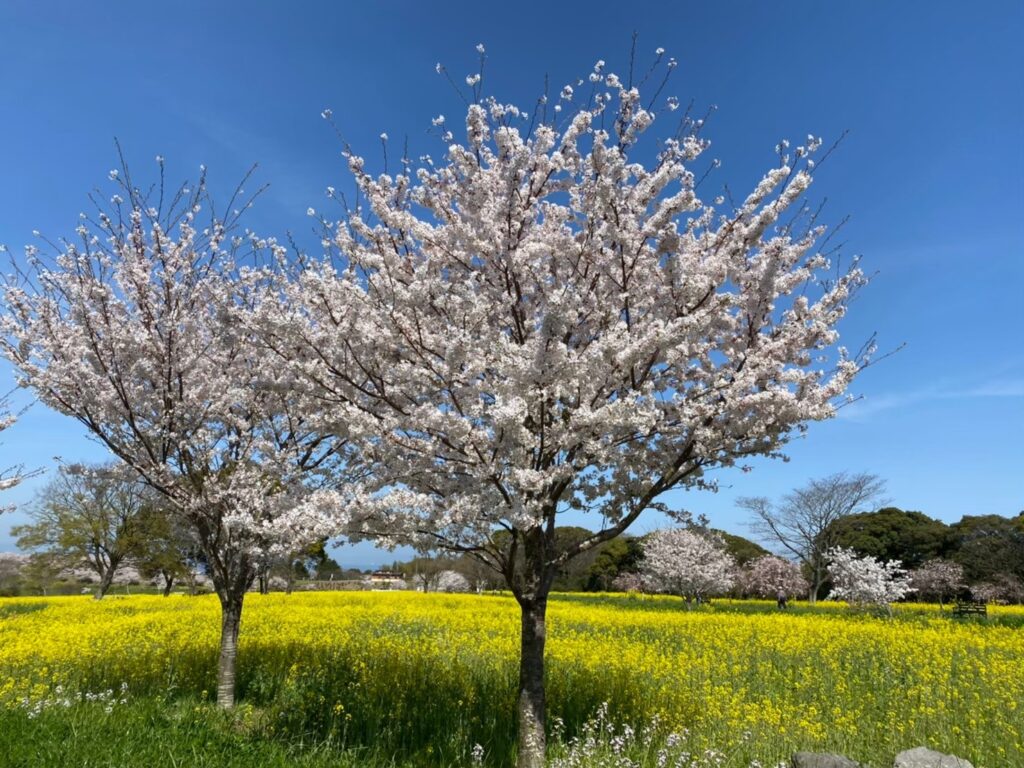 菜の花と満開の桜の木