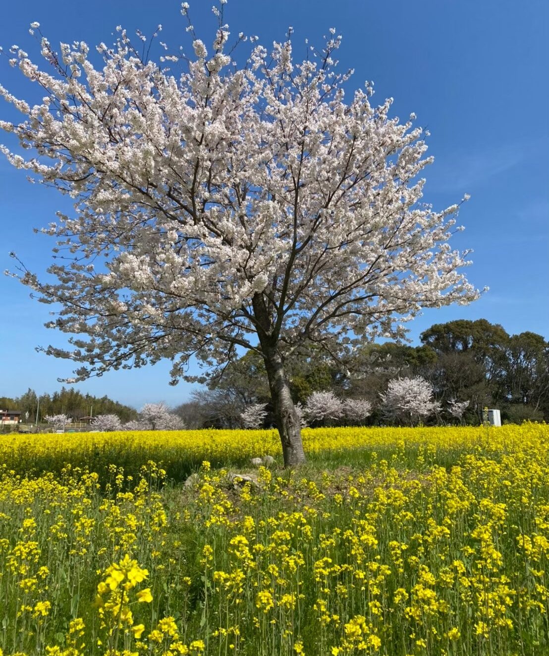 さくらと菜の花