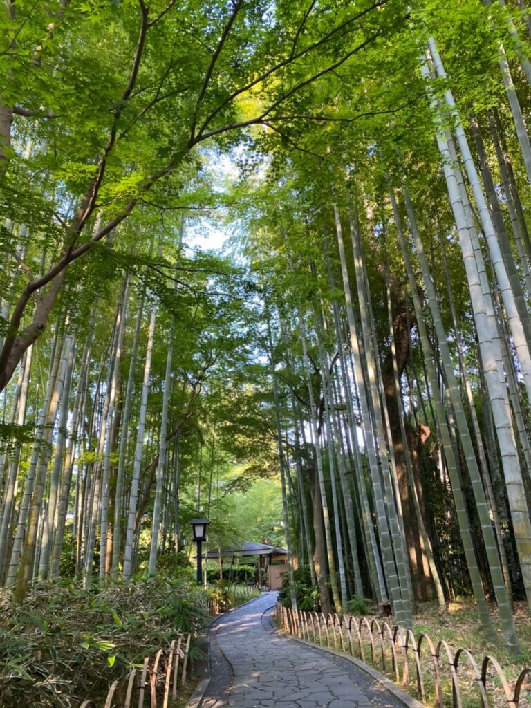 竹の中の歩道