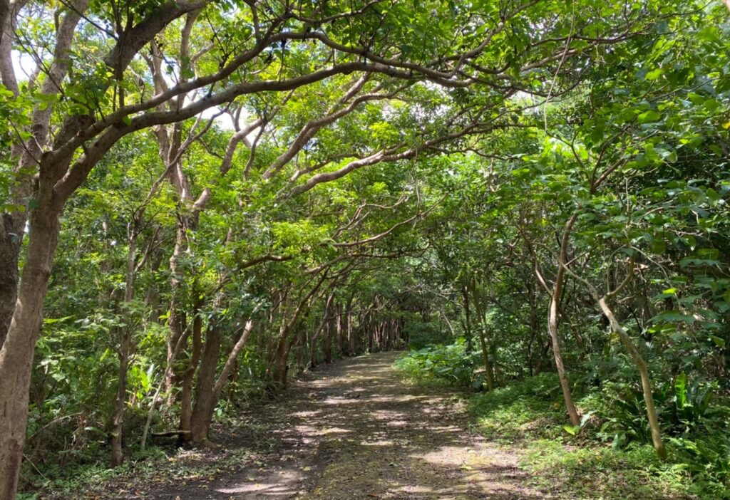 宮古島市熱帯植物園