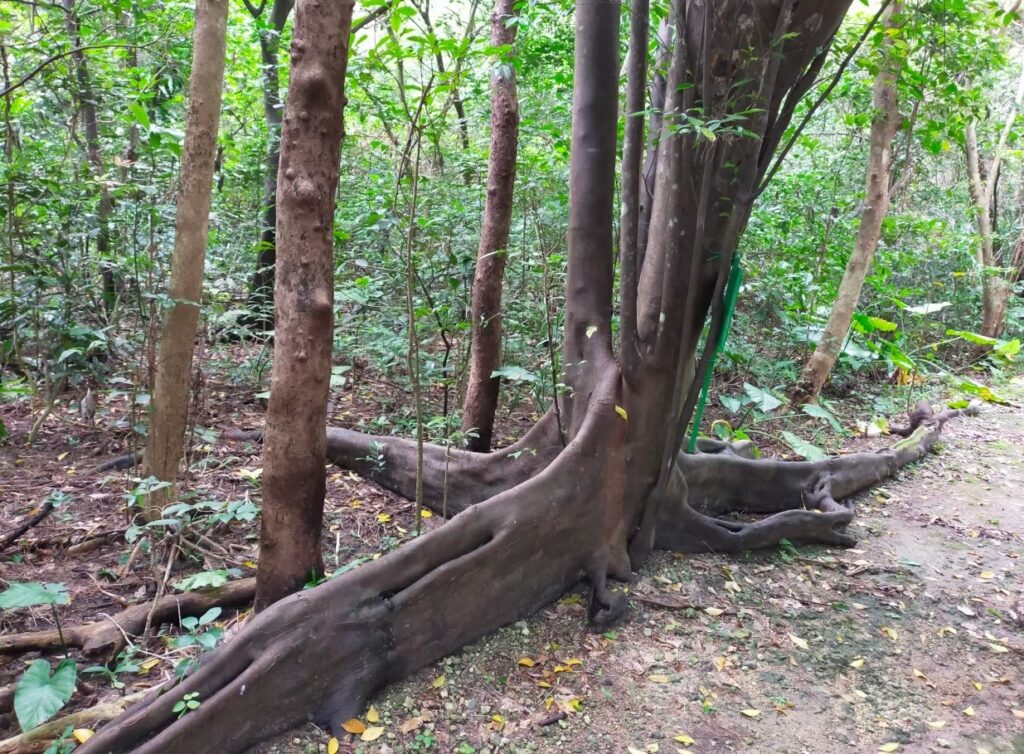 宮古島市熱帯植物園の木