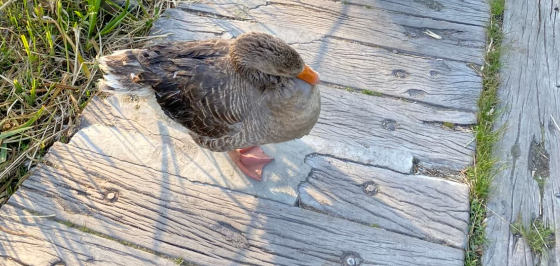 鳥が歩いていた