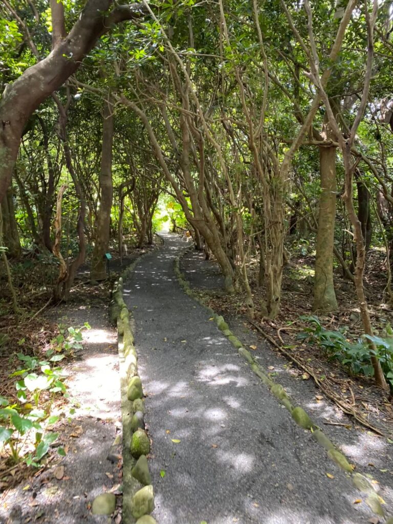 ガジュマル園の道