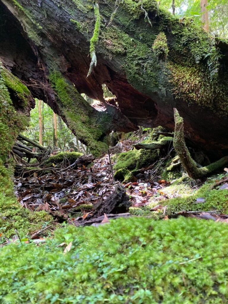 苔と穴の空いた木