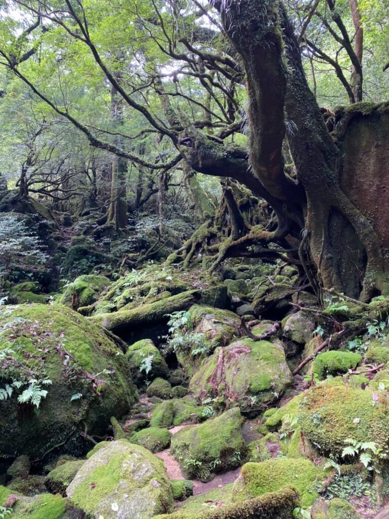 苔がたくさんついた岩