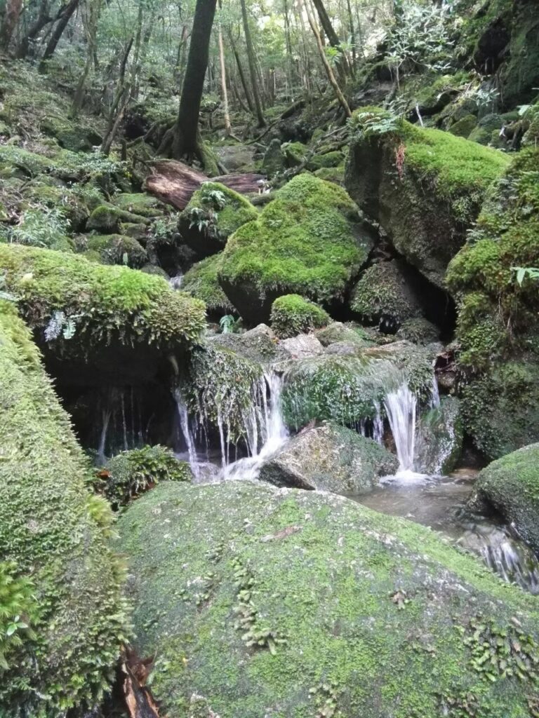 苔と川