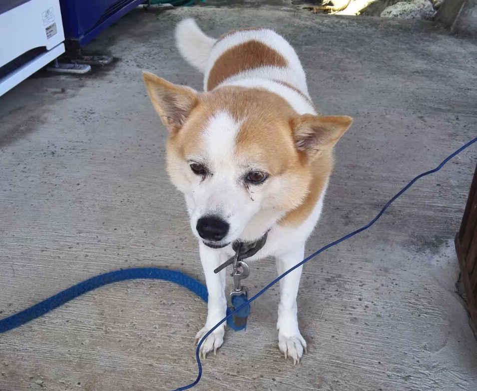 ビレッジの看板犬マーゴ