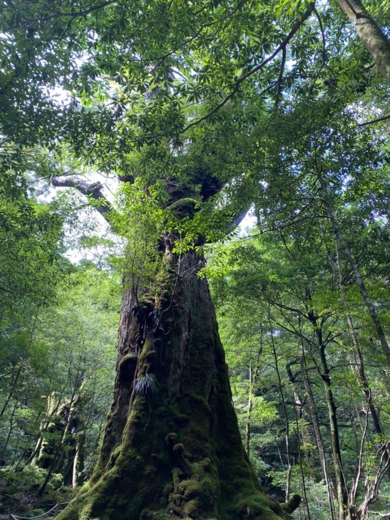 大きな木の苔