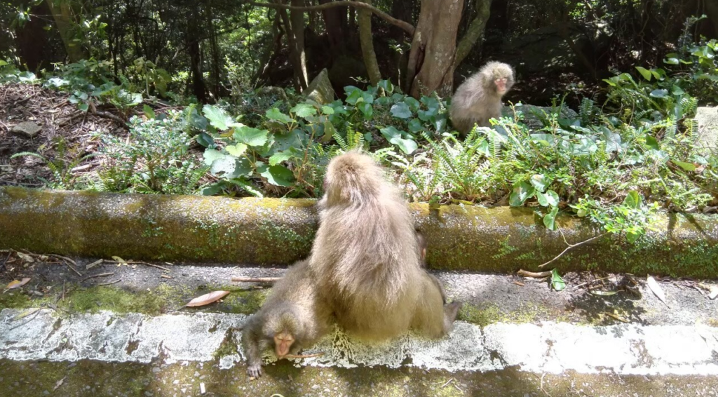 屋久島の猿