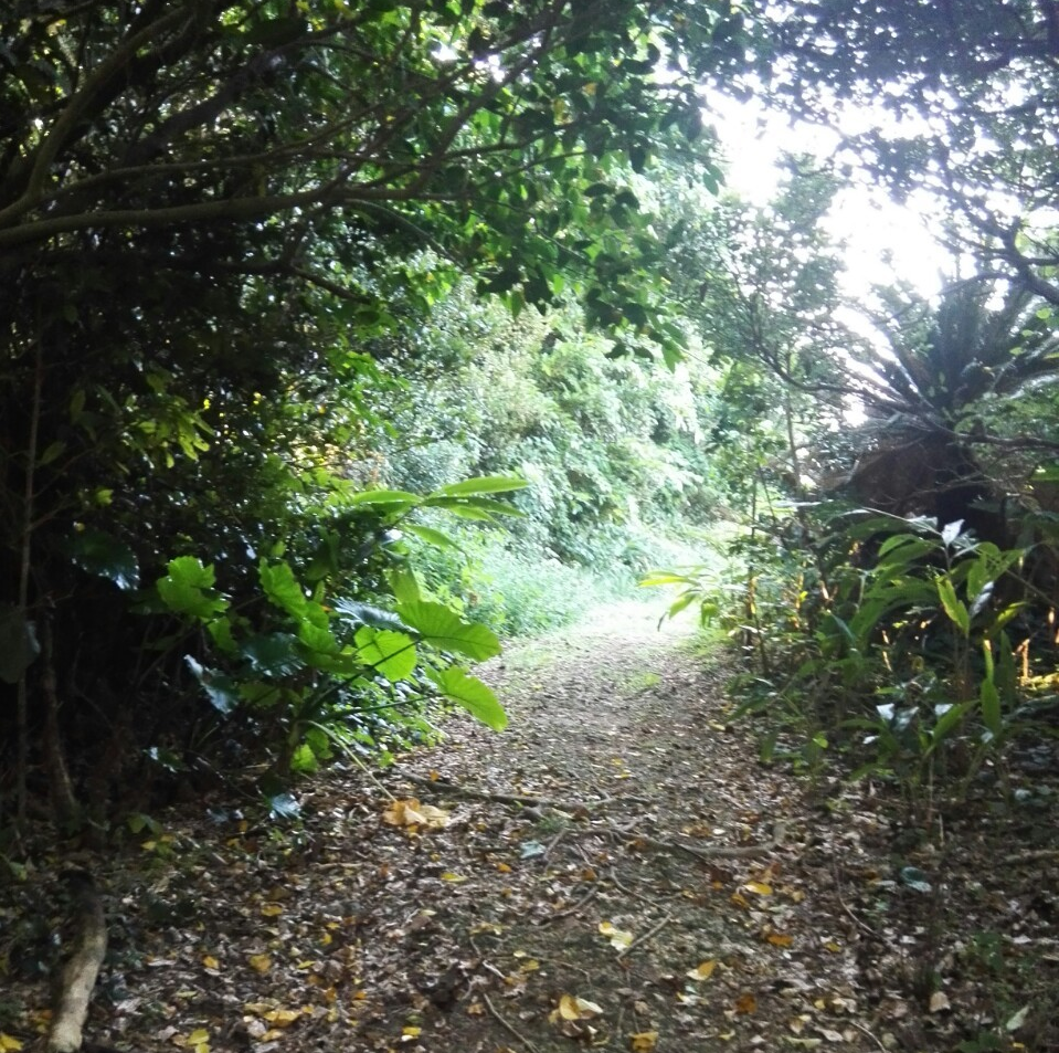 メーラビビーチにつながる道