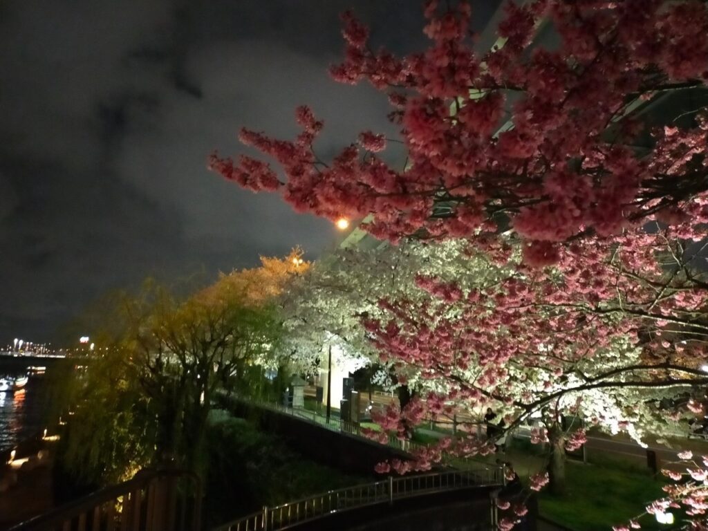 隅田川の赤い桜