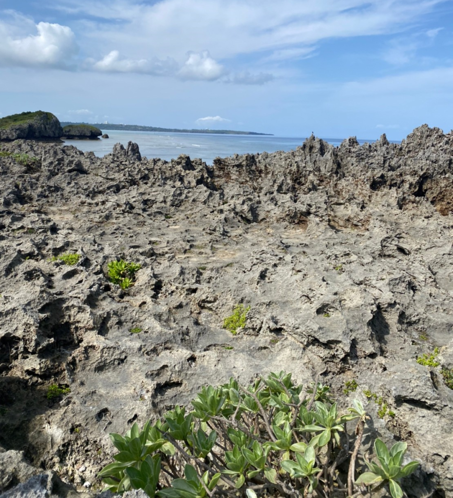 真栄田岬の遊歩道の岩(サンゴ)