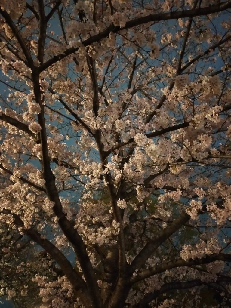 隅田公園のさくら