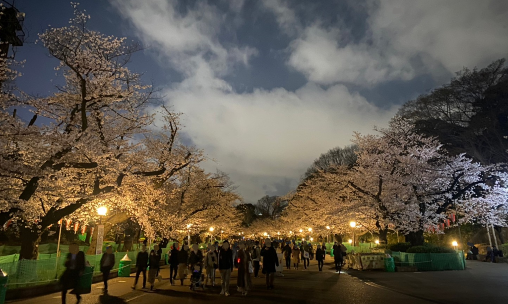 上野公園のさくら