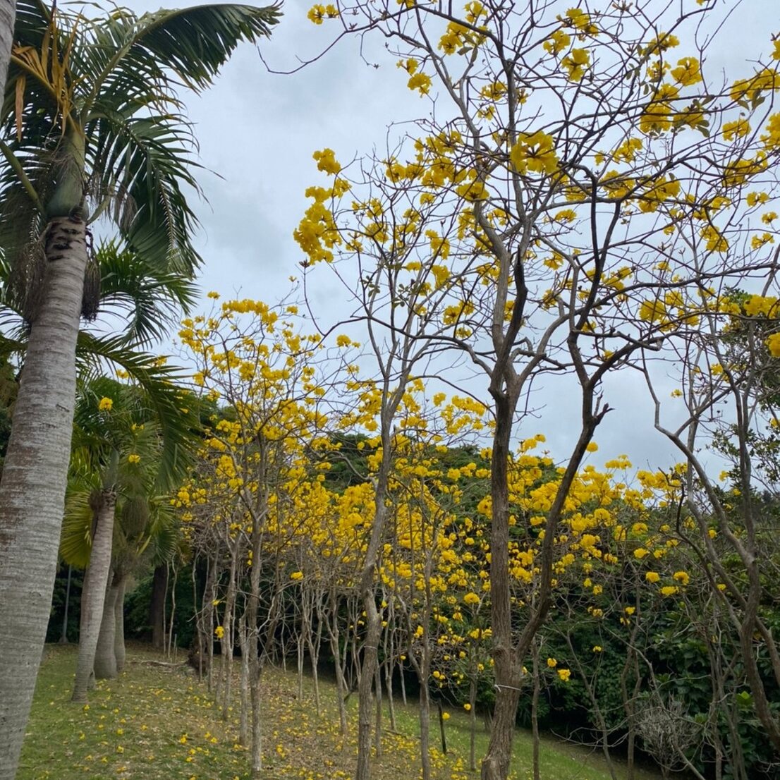末吉公園の中の遊歩道の草木