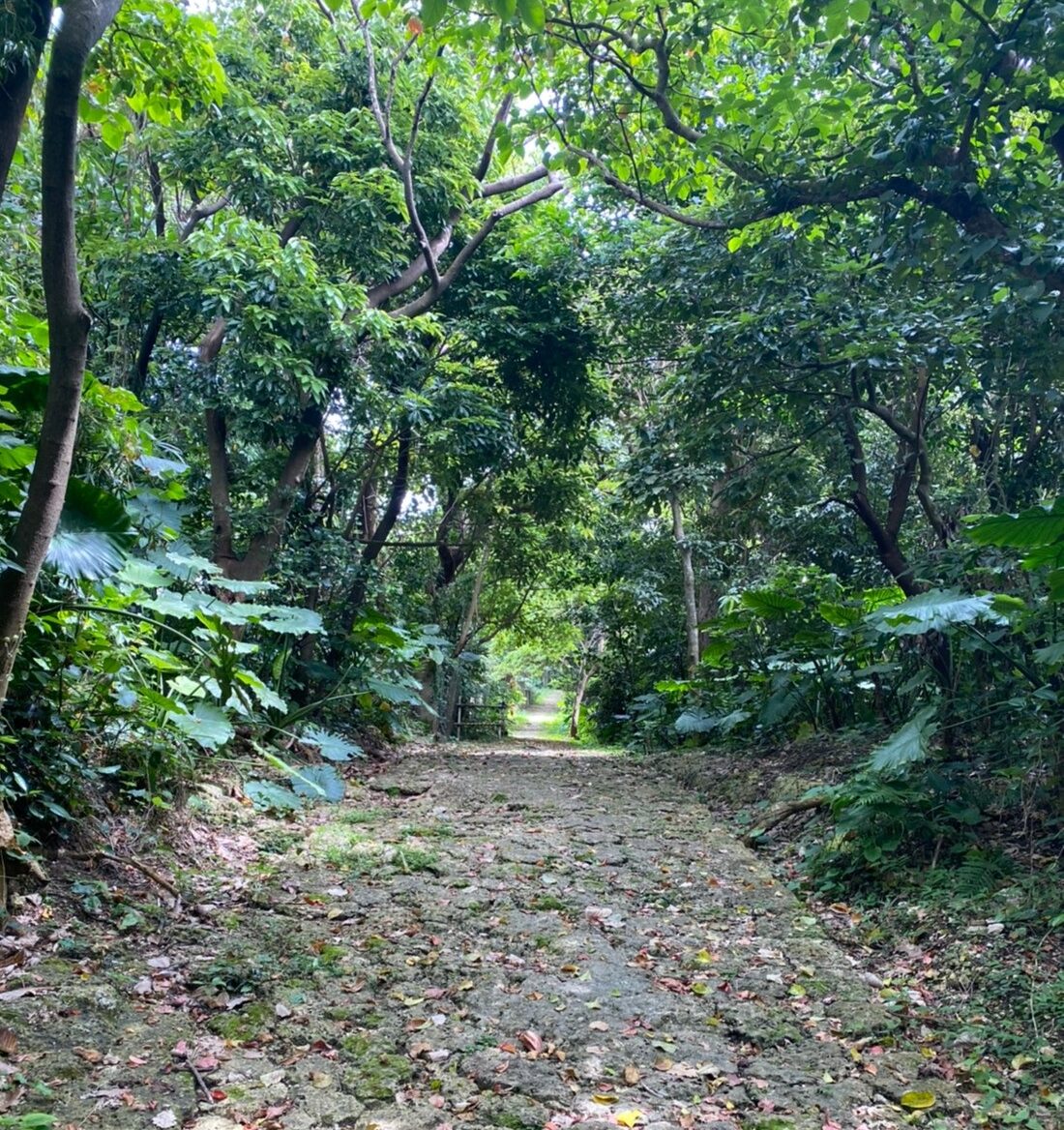 末吉公園の中の遊歩道