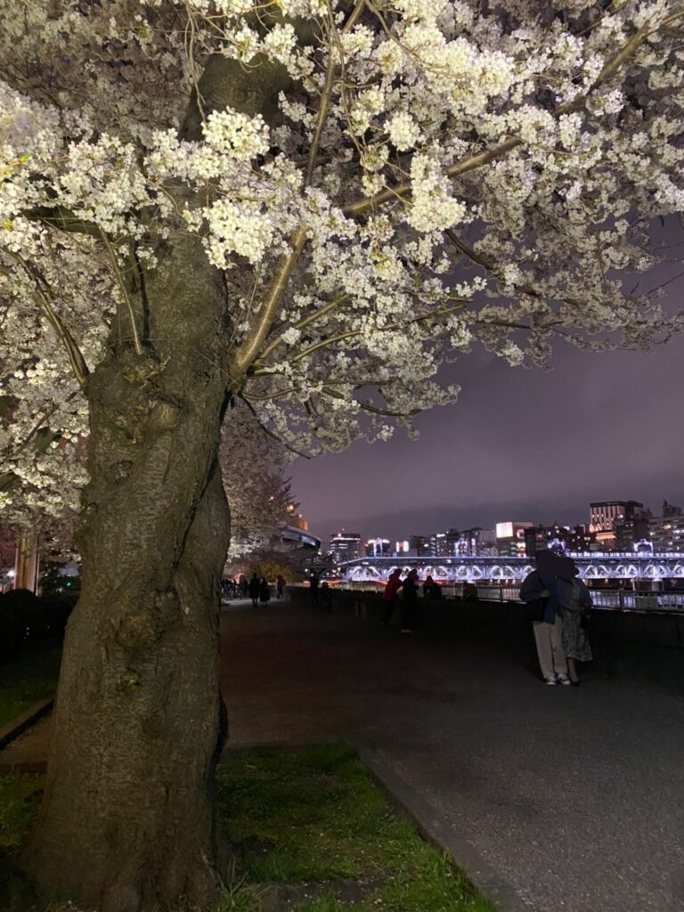 隅田川と橋と桜