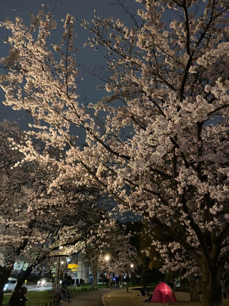 隅田公園と桜