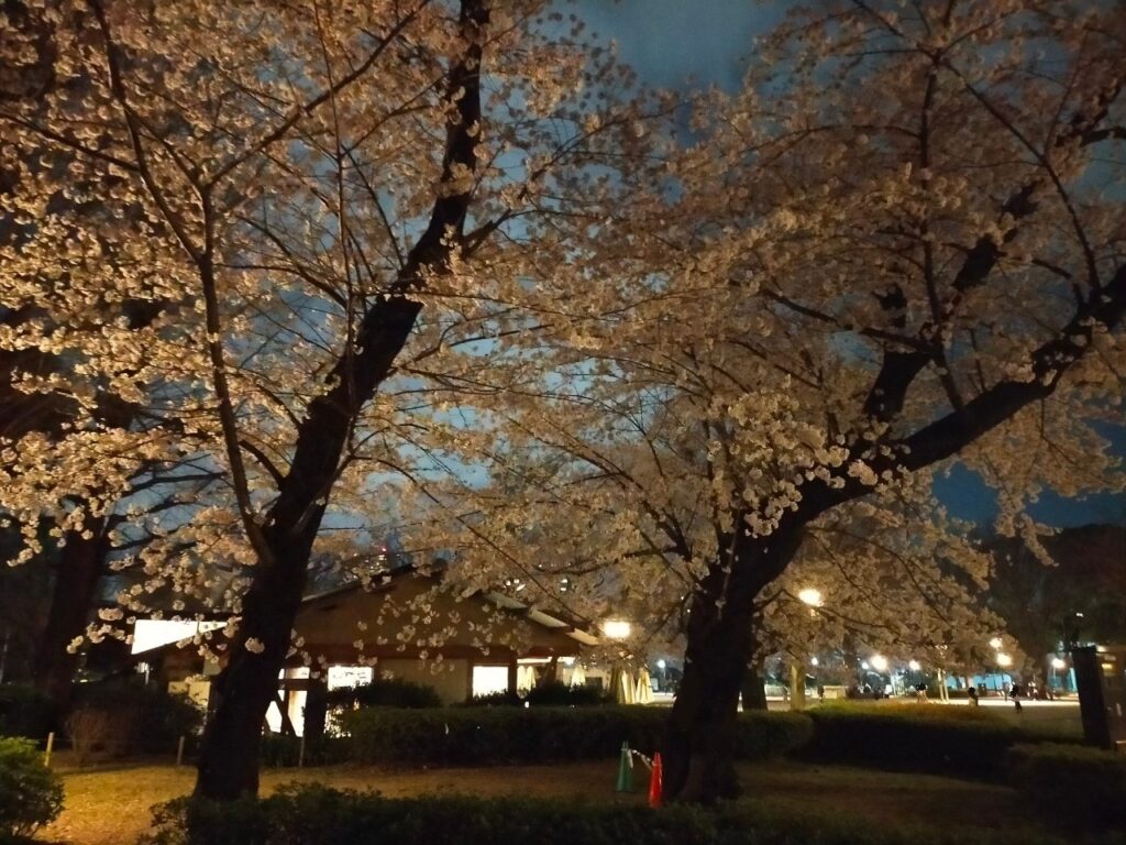 上野公園の桜