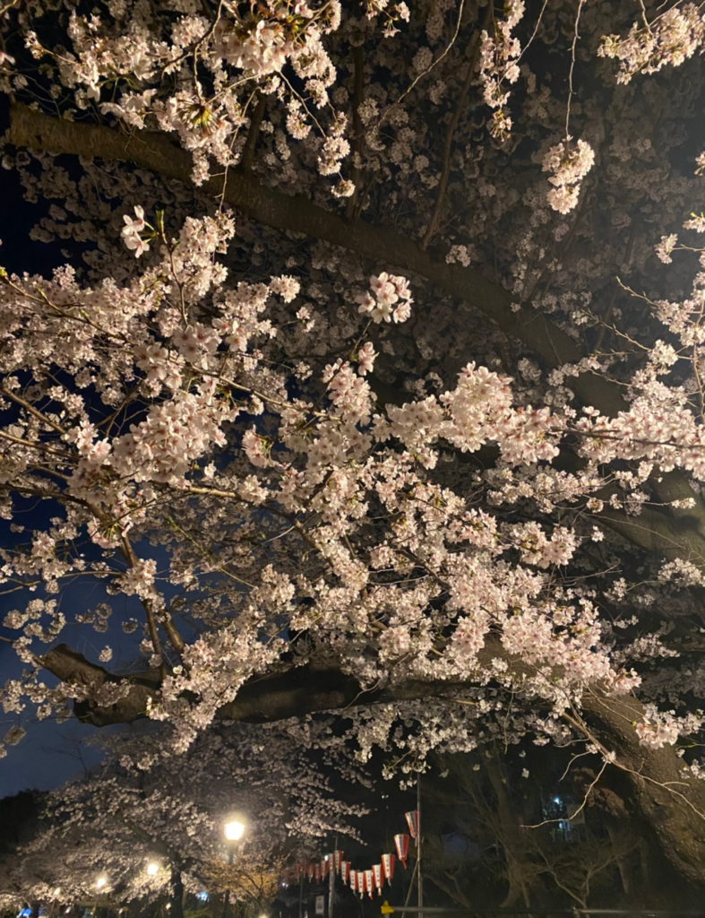 上野公園の桜