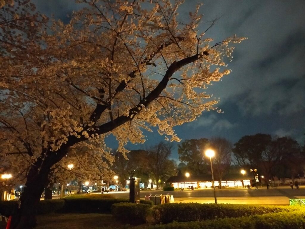 上野公園の桜