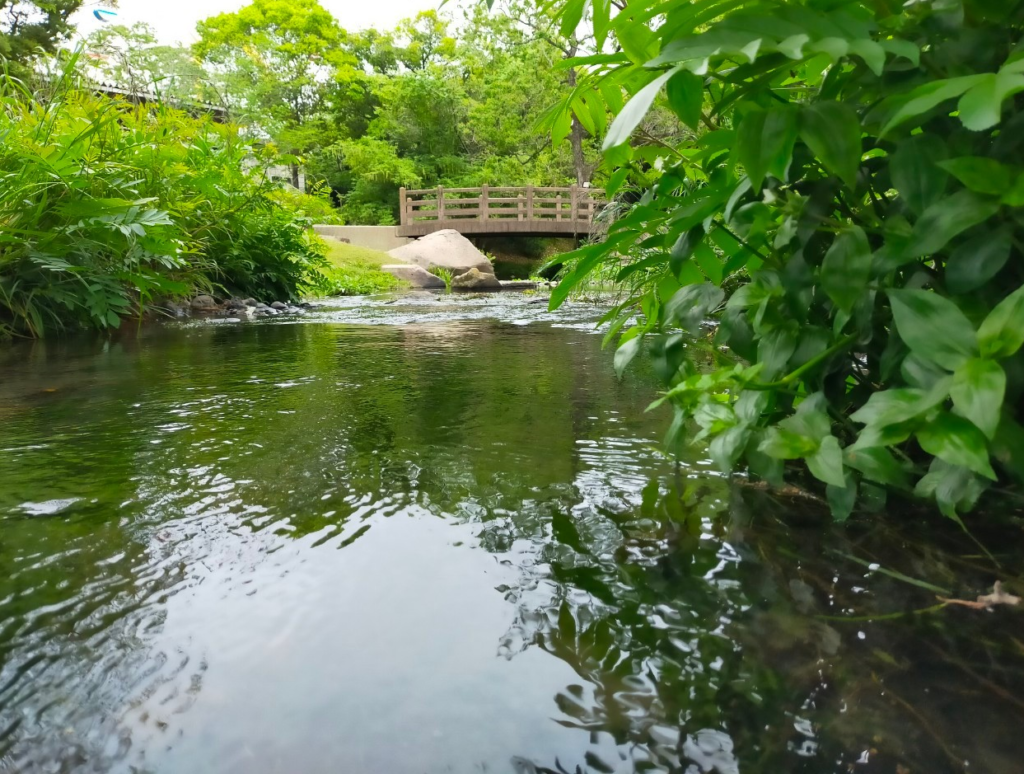 熊本市動植物園の中の川