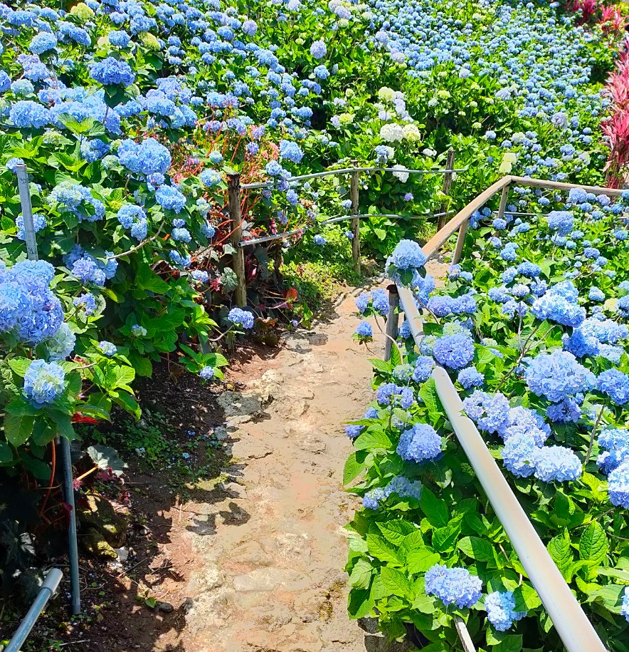よへなあじさい園