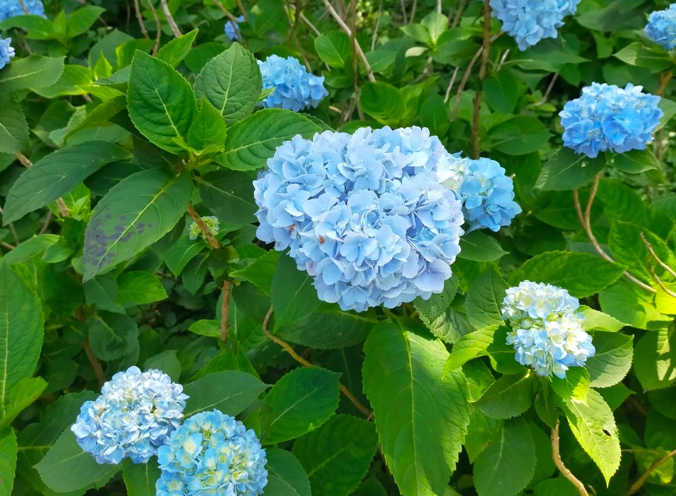 よへなあじさい園