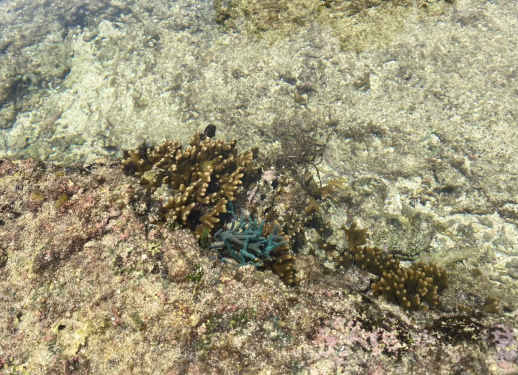 シギラビーチの浅瀬の珊瑚