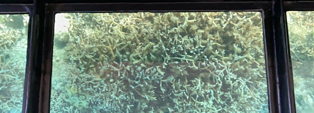 グラスボートの底から見える珊瑚