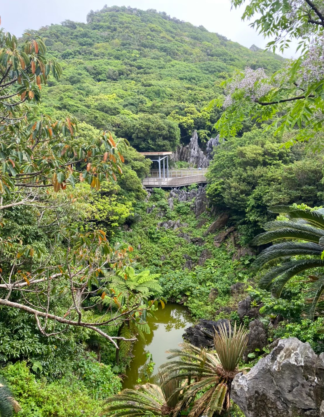 大石林山のバリアフリーコース