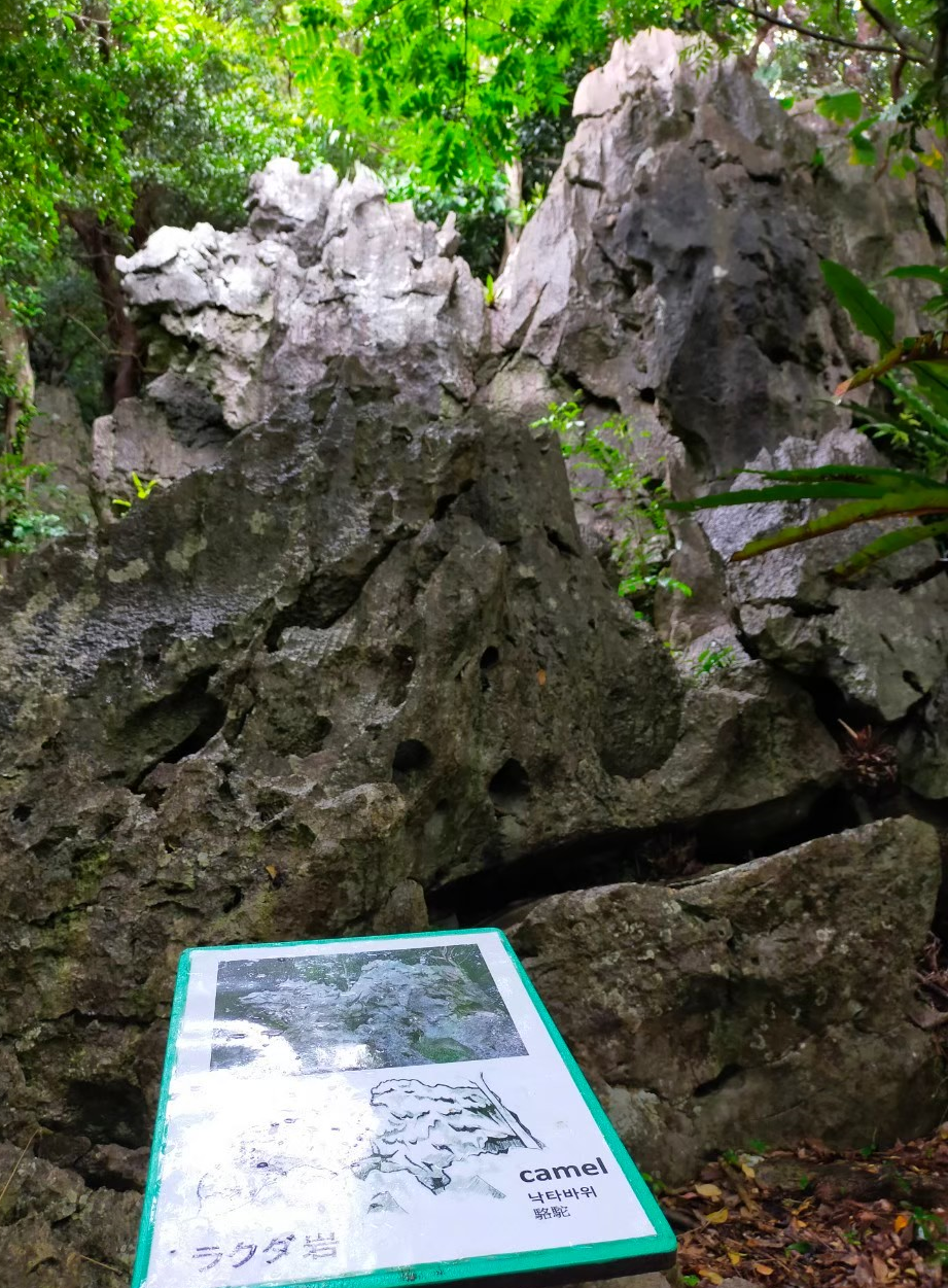 大石林山のラクダ岩