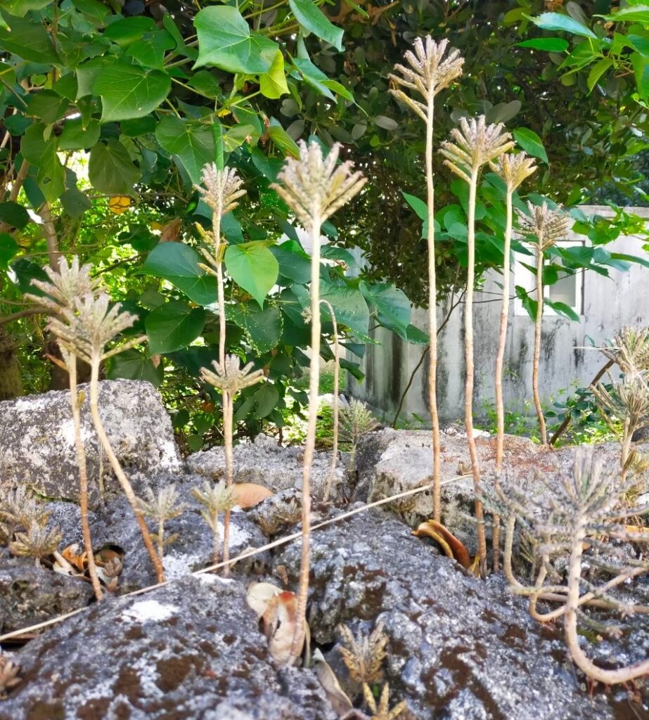 久高島の植物