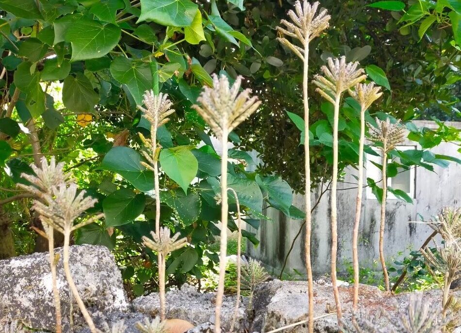 久高島の植物