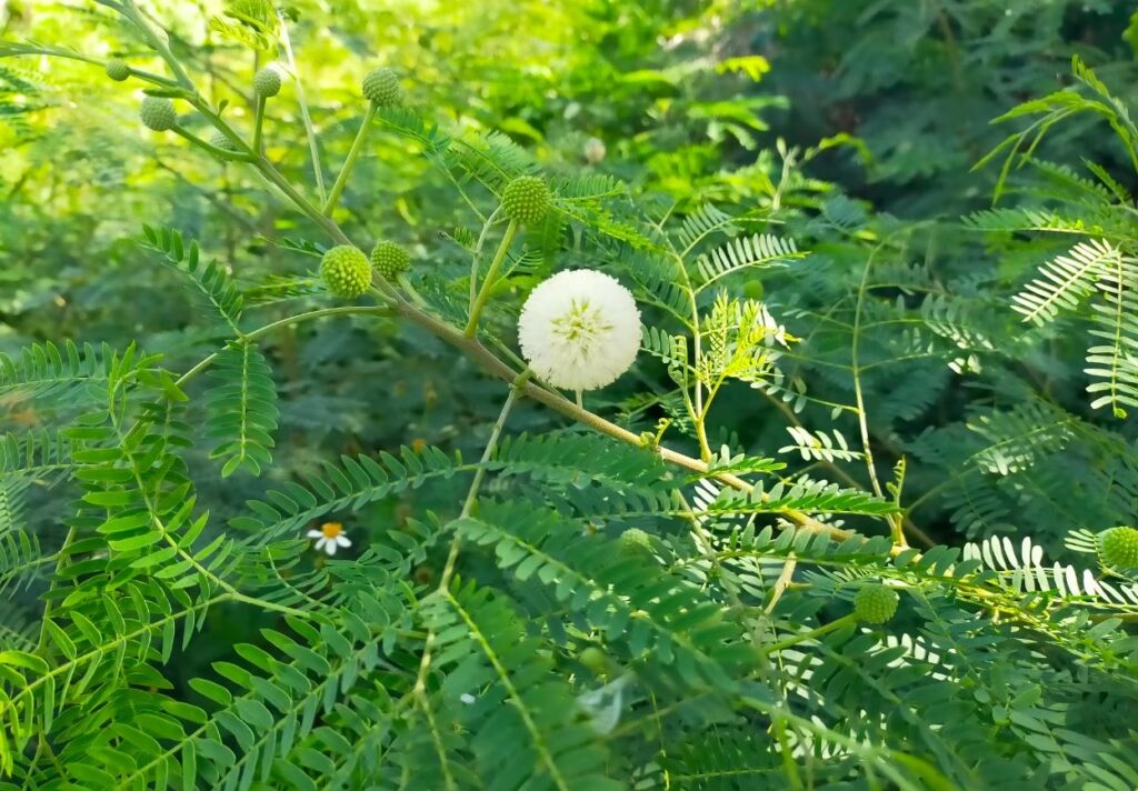 久高島の植物