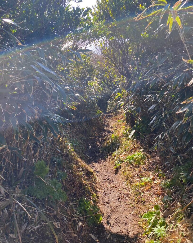 三原山登山道