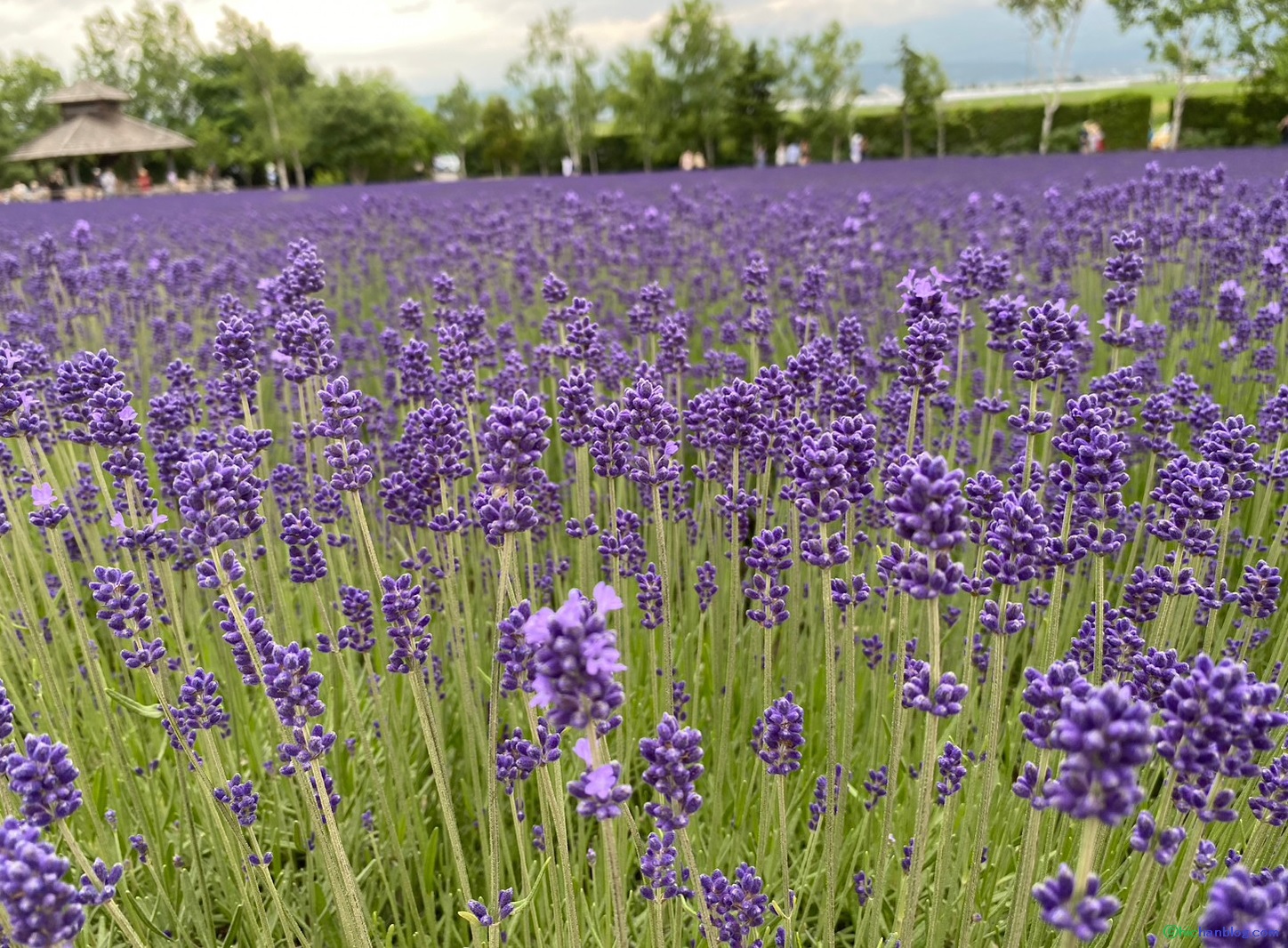 ファーム富田のラベンダー園