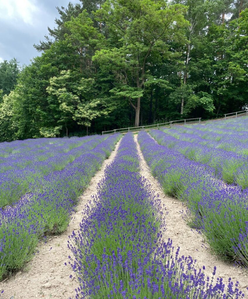 ファーム富田ラベンダー園