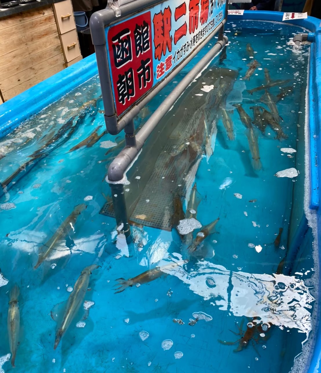 イカの水槽