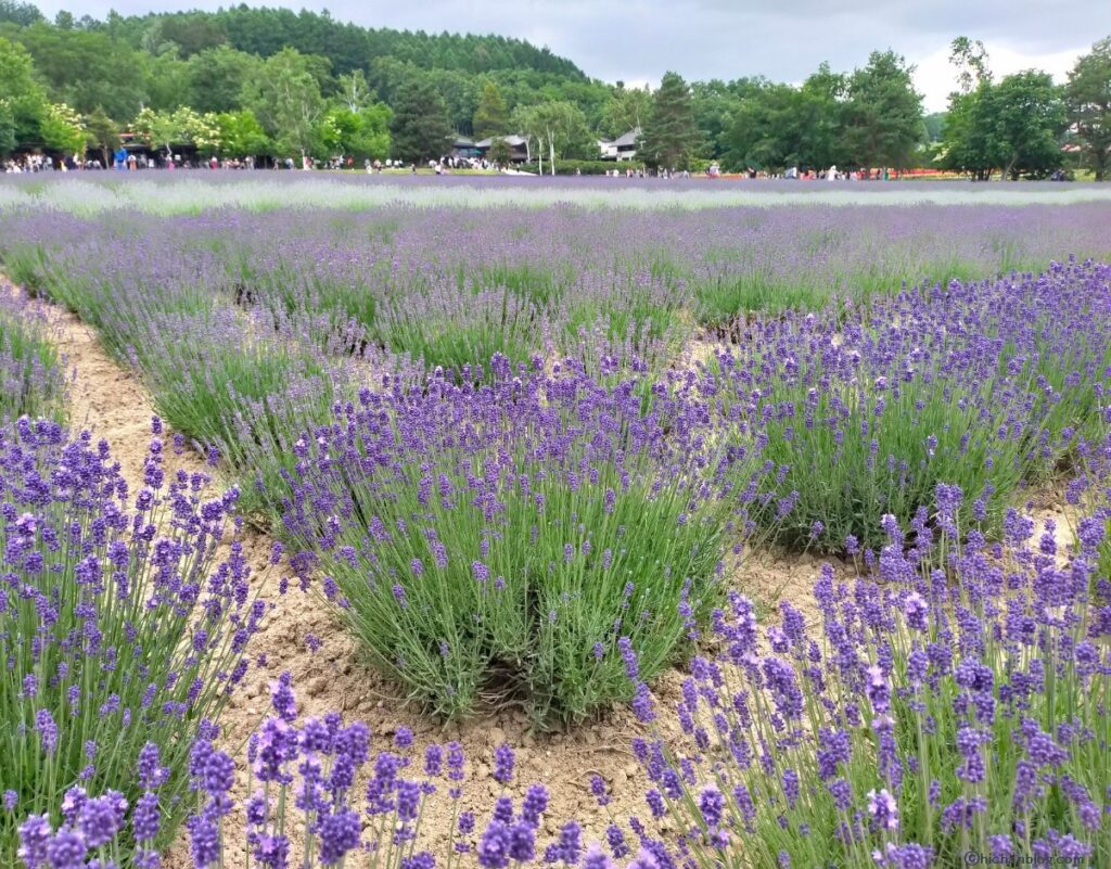 ファーム富田ラベンダー園